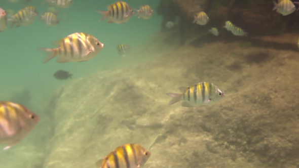 Caribbean Fish Underwater Mexico Coast 6