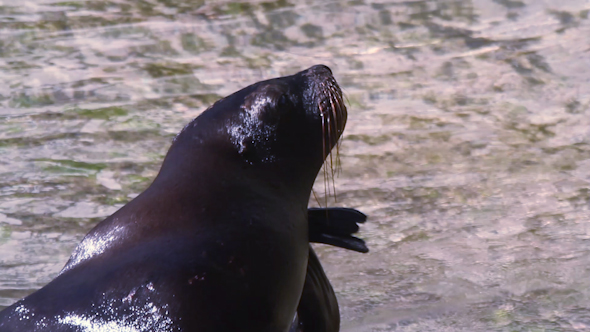 Sealion Marine Park 5