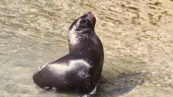 Sealion Mexico Wildlife 2