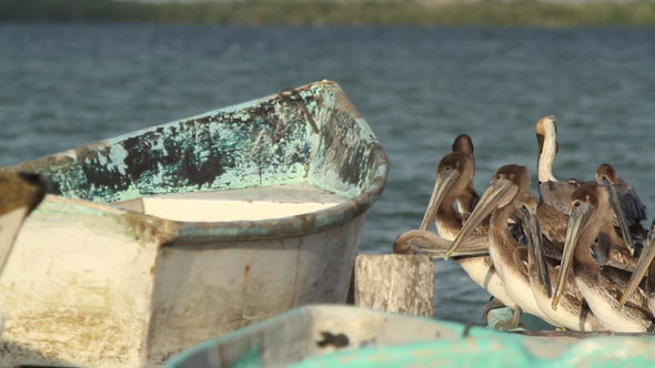 Largartos Pelicans 00