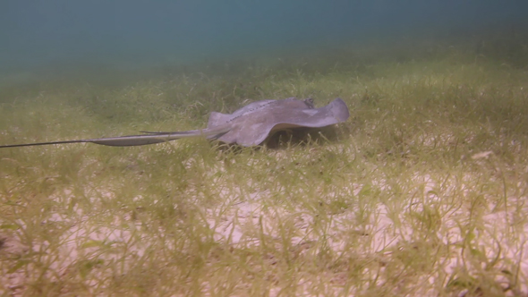 Mantaray Underwater Mexico 1