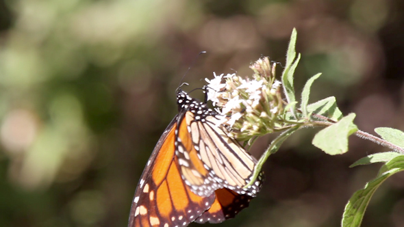 Monarch Butterfly Sanctuary Mexico 17