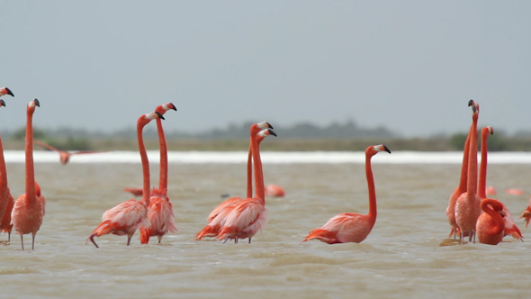 Pink Flamingo Mexico Wildlife Bird 15