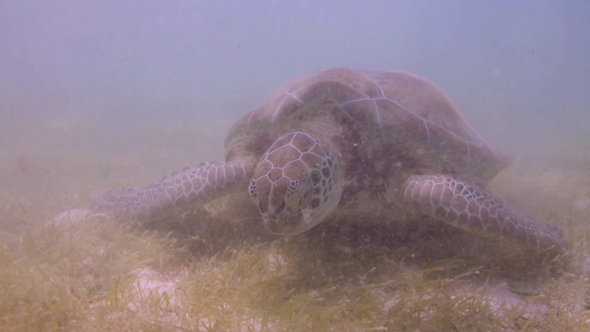 Loggerhead Turtle Underwater Mexico 22