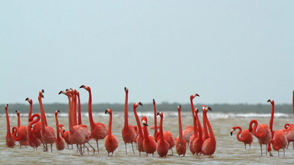 Pink Flamingo Mexico Wildlife Bird 4