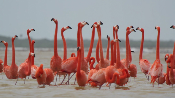 Pink Flamingo Mexico Wildlife Bird 9