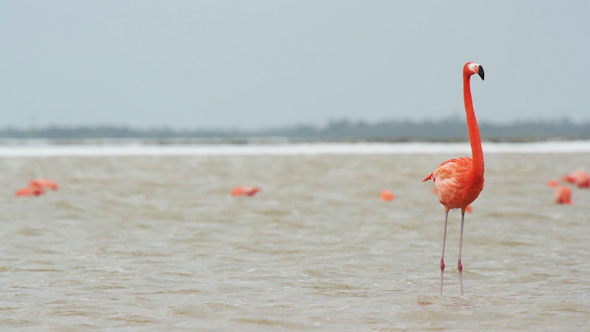 Pink Flamingo Mexico Wildlife Birds 12