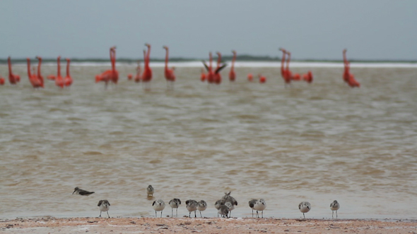 Pink Flamingo Mexico Wildlife Birds 15