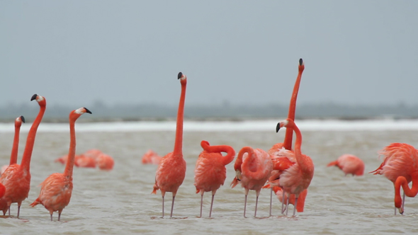 Pink Flamingo Mexico Wildlife Birds 16