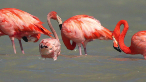 Pink Flamingo Wild Life Mexico Birds 16