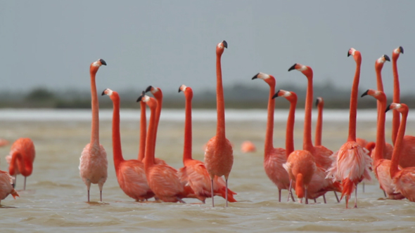 Pink Flamingo Wild Life Mexico Birds 2