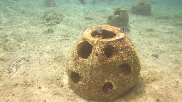 Underwater Snorkeling In Mexico 15