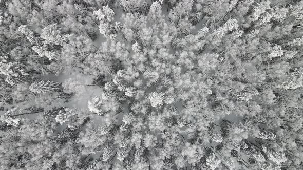 Fully Covered with Snow Winter Forest in Cool Weather Aerial View