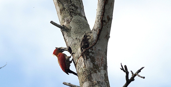 Banded Woodpecker (Picus miniaceus) 03
