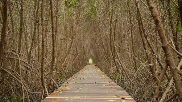 Bridge In Tree Tunnel