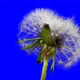 Opening Dandelion Time Lapse With Alpha Channel - VideoHive Item for Sale