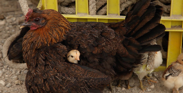 Baby Chickens Seeking Protection on his Mother 01