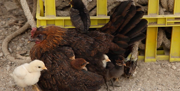 Mother Hen Protecting her Chickens 