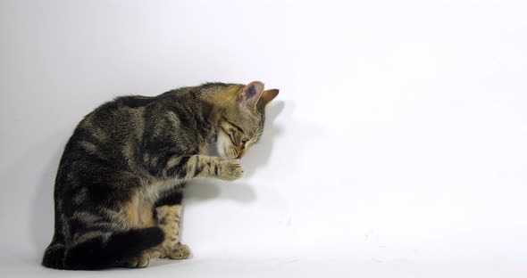 Brown Tabby Domestic Cat, Pussy sitting and Licking its Paw On White Background, Slow Motion 4K