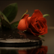 Mud in Red Roses - VideoHive Item for Sale