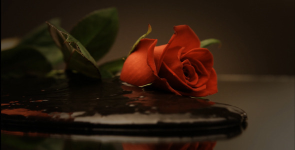 Mud in Red Roses