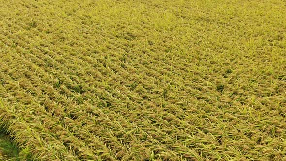 Korea Gyeongsangbuk Do Gumi City Champaign Rice Plant Aerial View