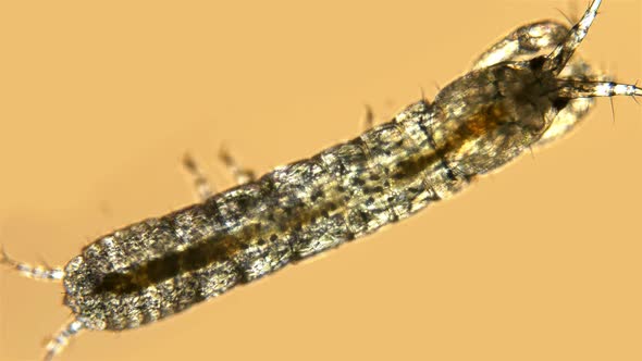 Black Sea Plankton and Zooplankton Under a Microscope, a Small Crustacean of the Genus Leptochelia