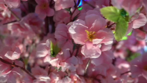 Artificial Plum Blossom with LED background. 