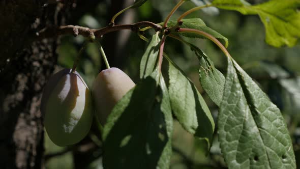 Prunus domestica fruit shallow DOF 4K 2160p 30fps UHD footage - Tree branch full with  plums on the 