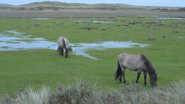 Konik horses in East Atlantic Flyway nature reserve Boschplaat Netherlands