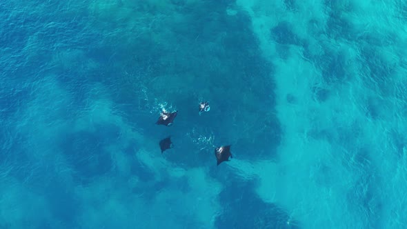 A group of beautiful Manta Rays swimming by the surface of the blue waves of Fiji - top view