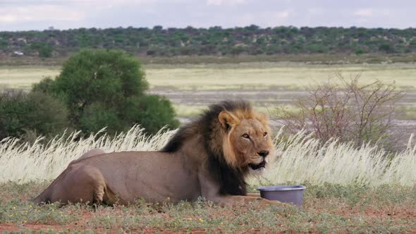 A Black Maned Lion Drinking Water From A Container While Resting At The Savanna In Kgalagadi Transfr