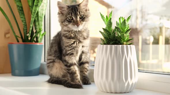 Cat Sitting on a Window Houseplants