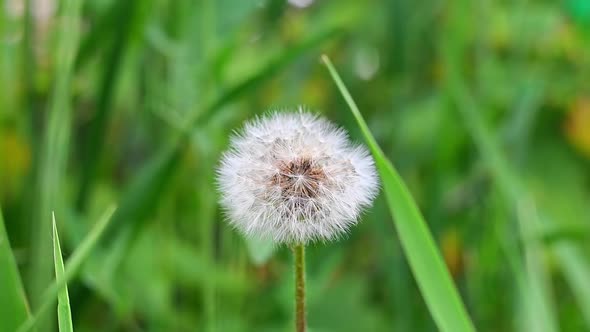 White dandelion flower seeds on background of green grass.