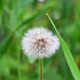 White dandelion flower seeds on background of green grass. - VideoHive Item for Sale
