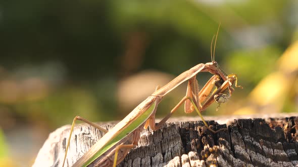 A Green Color Mantis Religiosa in the Trunk of the Tree in Japan