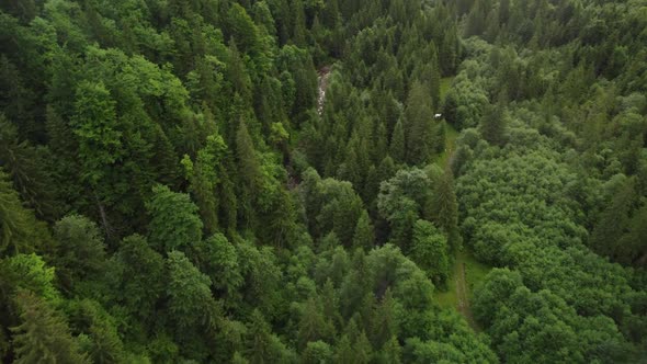 Texture of Green Fir Trees Aerial View