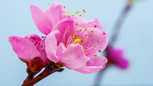 Peach flower blossoming 3