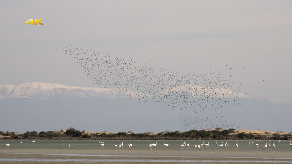 Murmurations Birds Ballet Dance Swarm Behaviour