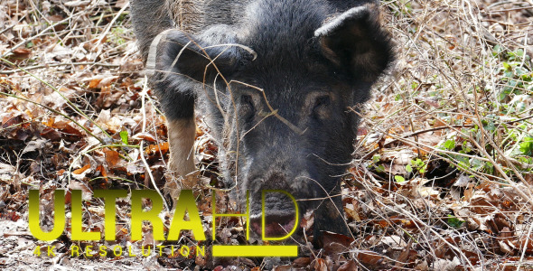 Wild Pig 1