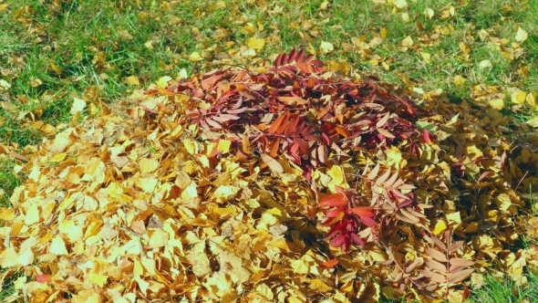 Autumn Leaves