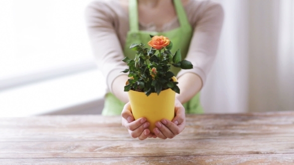  Woman Hands Holding Roses Bush In Pot