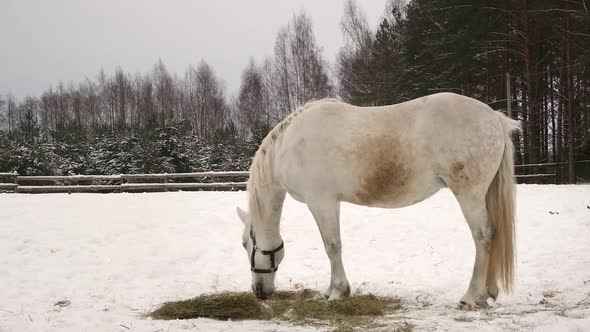 White Horse Eating Hay in the Paddock in Winter