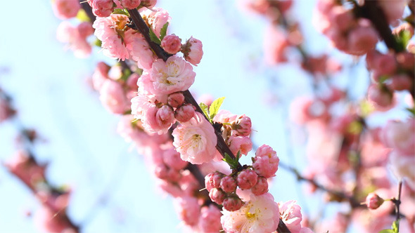 Blossom Pink Sakura 