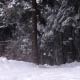 A Person Walking In The Forest In The Winter - VideoHive Item for Sale