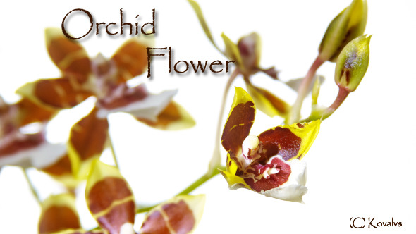 Opening Orchid Flower 