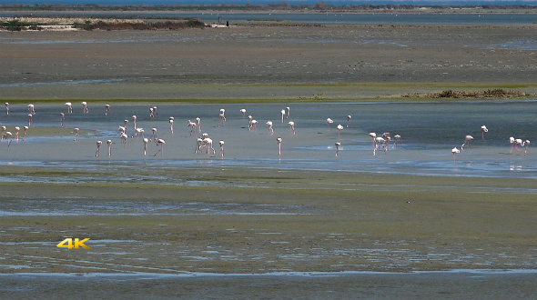 Real Wild Flamingo in Natural Environment 2