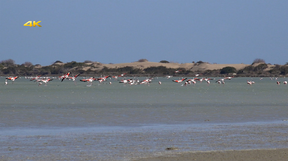 Real Wild Flamingo in Natural Environment 4