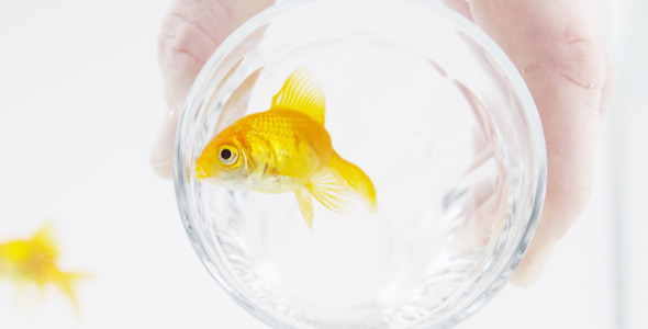 Goldfish Trapped in a Glass