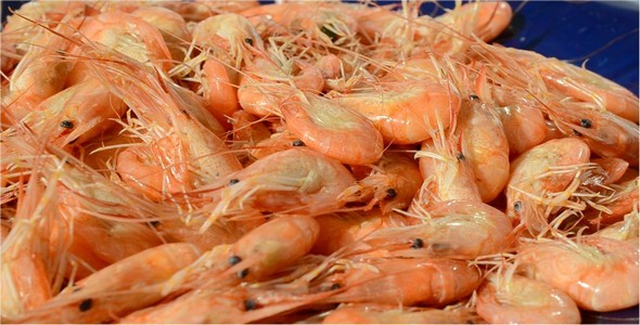 Shrimp 3